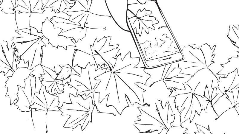 Photography in Nature