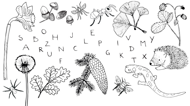 Forest Alphabet