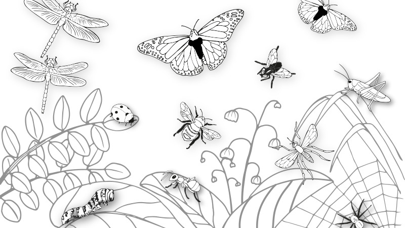 The secret world of insects