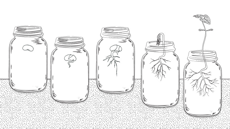 From seed to fruit